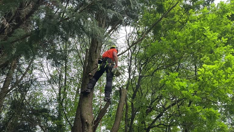 Reliable Calumet, PA  Tree Services Solutions