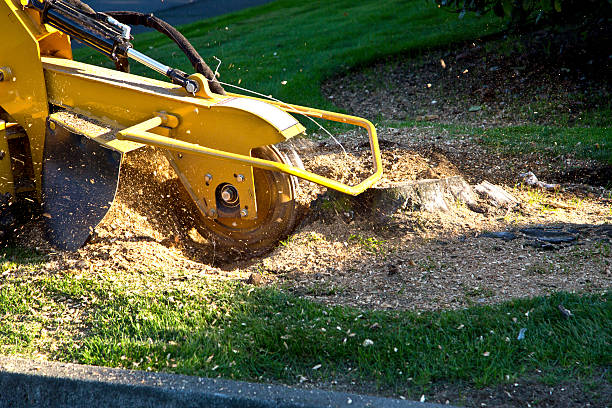 Why Choose Our Tree Removal Services in Calumet, PA?